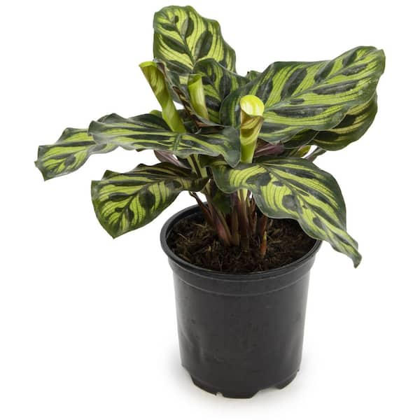 Calathea Paon de Rio