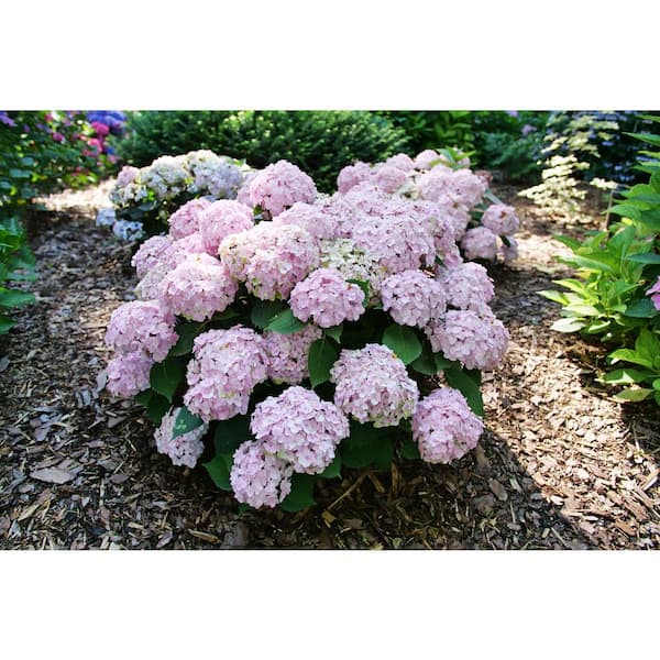 Midnight Bloom - Hydrangea Large Florals, Hydrangea