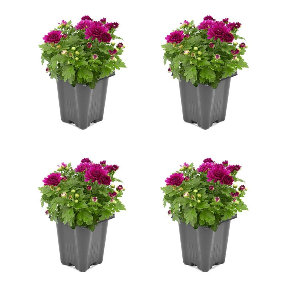 1.0-Pint Spring Mum Annual Plant with Purple Flowers (4-Pack) 1563 ...