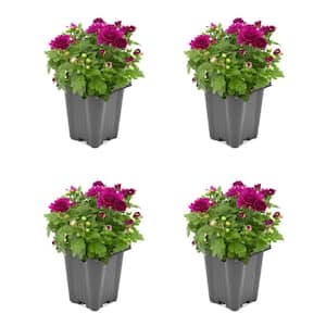 1.0-Pint Spring Mum Annual Plant with Purple Flowers (4-Pack)