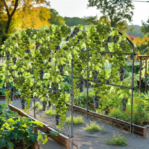 AESOME 63 in. Tall Metal Garden Arch Trellises, Cucumber Trellis