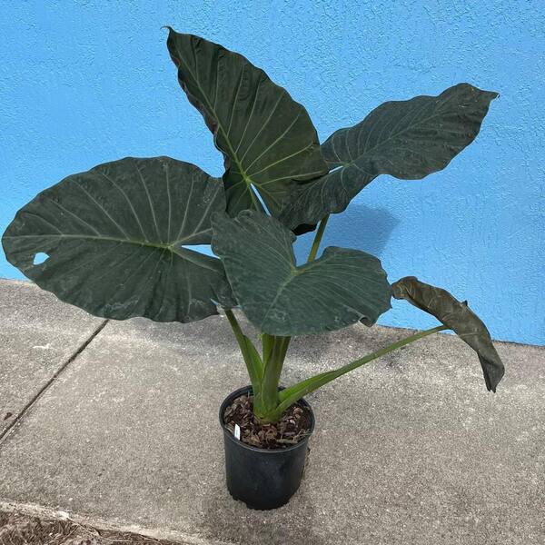 OnlinePlantCenter 3 Gal. Regal Shields Elephant Ear (Alocasia) Plant in 10 in. Black Nursery Pot