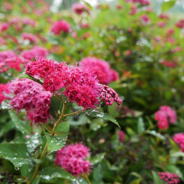 PROVEN WINNERS 2 Gal. Double Play Doozie Spirea Flowering Live Shrub with Deep Red Flowers