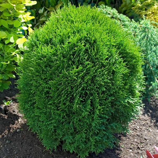 Gardens Alive! 9 in. to 12 in. tall Little Giant Globe Arborvitae (Thuja), Live Evergreen Bareroot Plant (1-Pack)