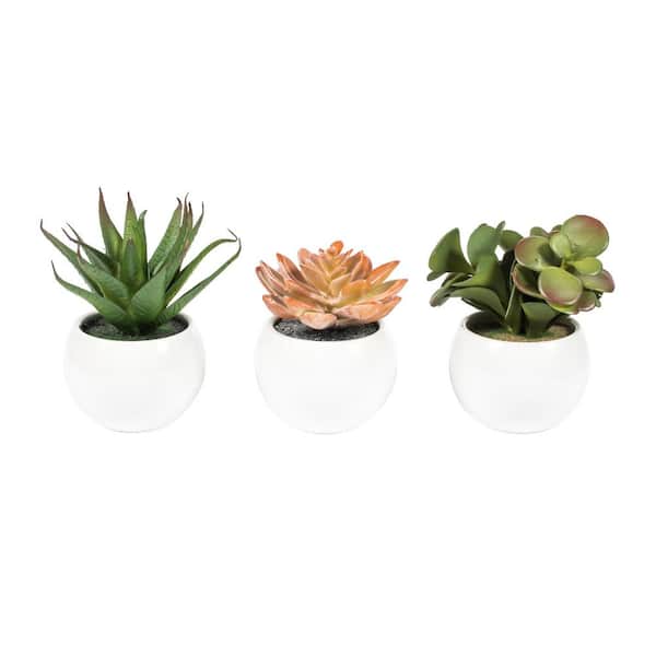 Vickerman 5 in Artificial Assorted Potted Succulents.