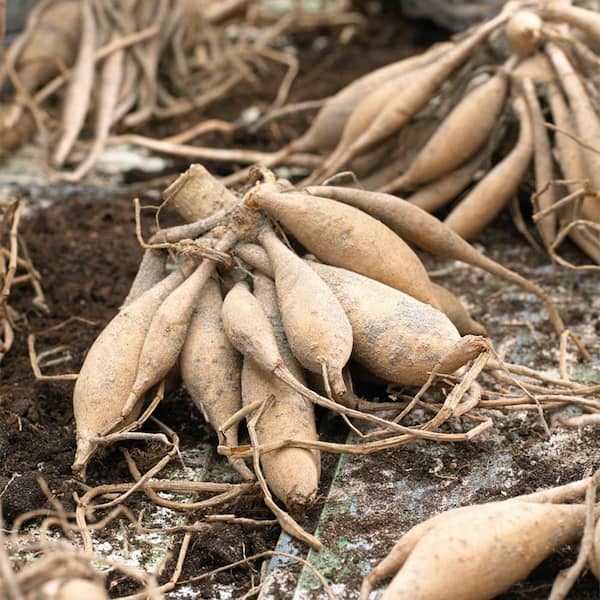 グラントイーワンズ テラミースプラッシュパルス2700 グラントイーワンズ テラミースプラッシュパルス2700 テラミー