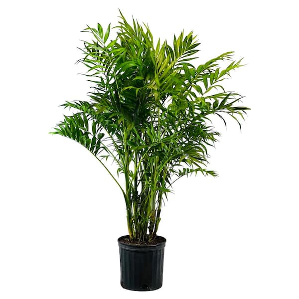 Pure Beauty Farms 1.9 Gal Palm Majesty Plant in 9.25 In. Grower Pot