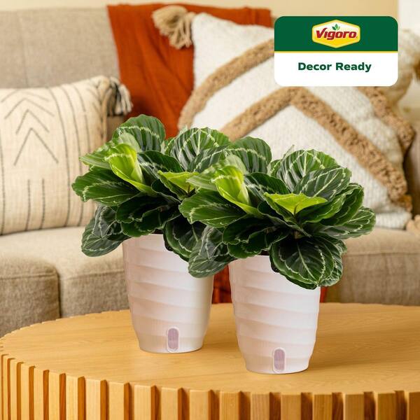 コカコーラ Why grow thirsty ラグ 美品 ブランケット h12b Vigoro Grower's Choice Calathea Indoor Plant in 6 in. White Ribbed