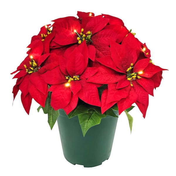 19 in. Pre-Lit Battery-Operated Potted Red Artificial Christmas Poinsettias Arrangement