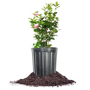 Pink Perfection Camellia Plant in 1 Gal. Grower's Pot