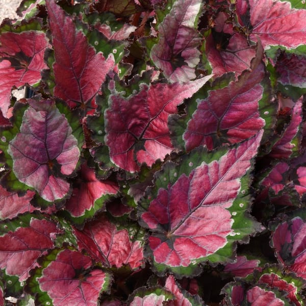 national PLANT NETWORK 4 in. Begonia Rex Dino Cherry Fields (3-Pack)
