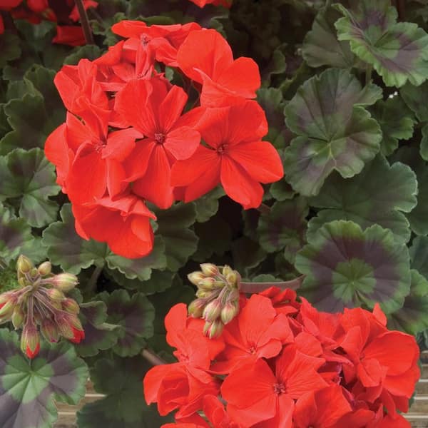 WEST GATE 10 in. Petunia with Assorted Flowers in Hanging Basket