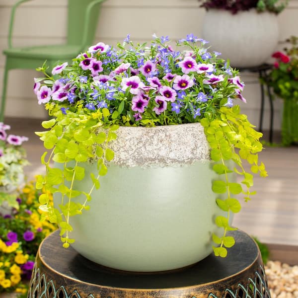 1 Pt. Lysimachia Creeping Jenny Yellow Perennial Plant (6-Pack)