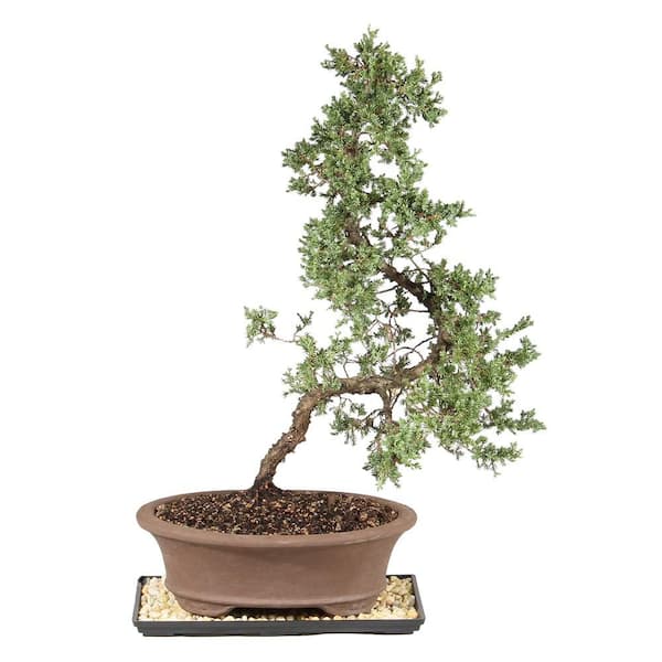 brussel's BONSAI Green Mound Juniper Bonsai Outdoor Plant in