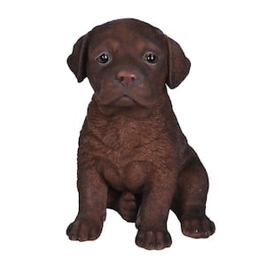 Chocolate Labrador Puppy