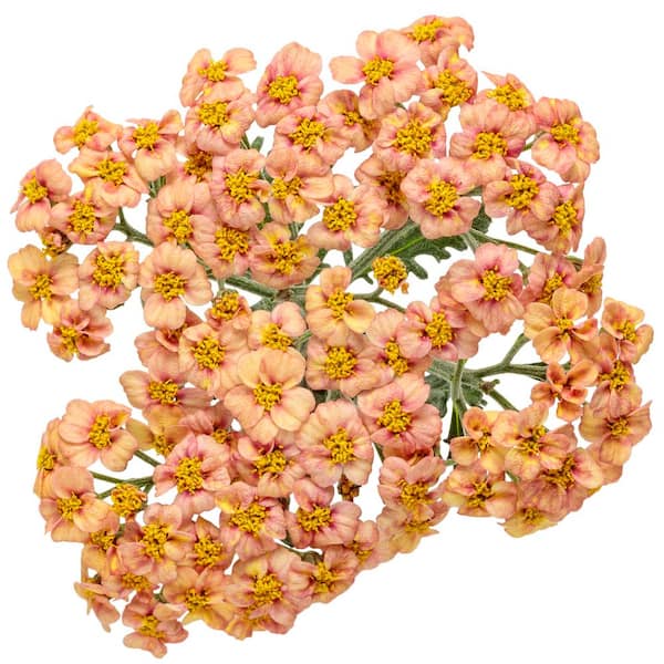PROVEN WINNERS 1 Gal. Firefly Peach Sky Yarrow (Achillea) Live