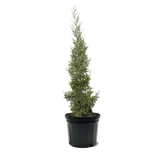 7 Gal. Juniper Taylor Live Tree