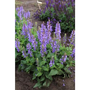 3 in. Sky Blue Marvel Blue Bloom Salvia Plant (3-Piece)