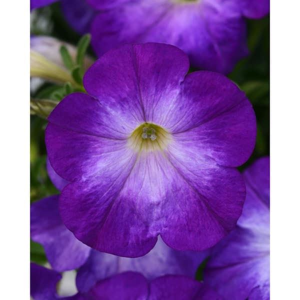 Pure Beauty Farms 4.73L. Petunia Limbo Gp Blue Flower 10 in. Hanging Basket