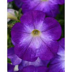 1.38 Pt. Petunia Limbo Gp Blue Flower in Grower's Pot (4-Pack)