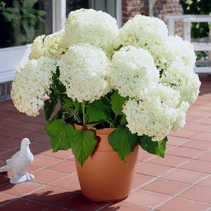 3 Gal. Annabelle Hydrangea Flowering Shrub with White Blooms