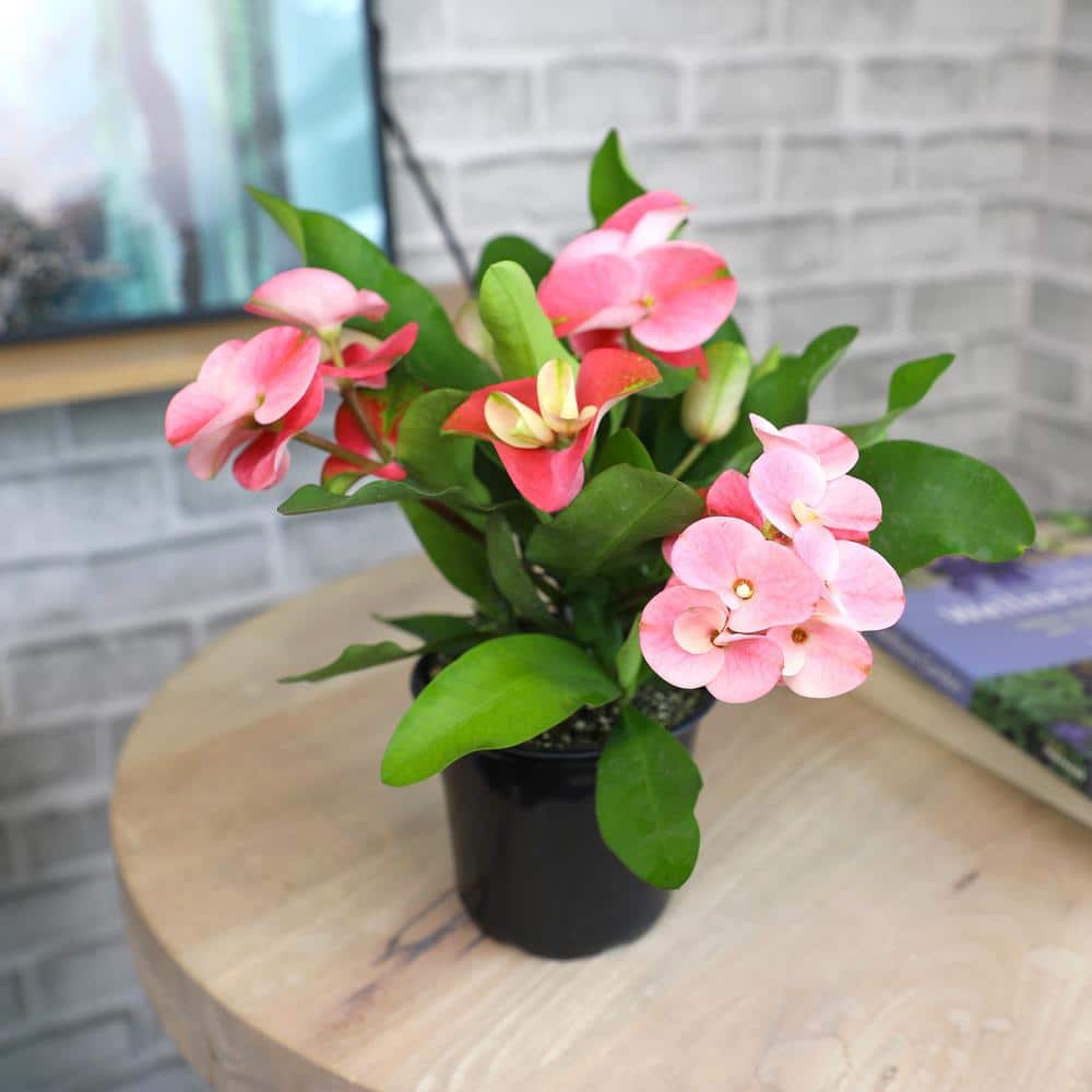 Euphorbia Milii Crown of Thorns Red and Green Succulent Plant