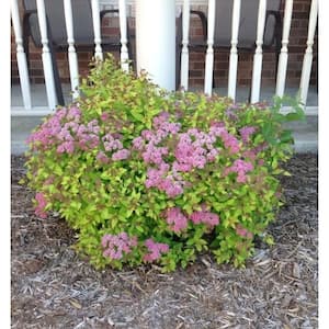 1 Gal. Goldflame Spirea Shrub Neon Yellow Foliage Clashes Beautifully Against Bright Red Flowers