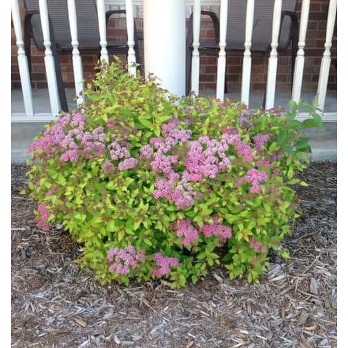 Online Orchards Gal. Anthony Waterer Spirea Shrub Pyramidal Clusters of Rosepink Flowers, Dense Spreading Green Foliage - The Home Depot
