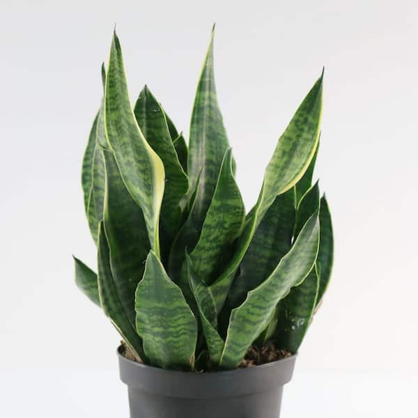 national PLANT NETWORK 6 in. Sansevieria Laurentii Superba Plant