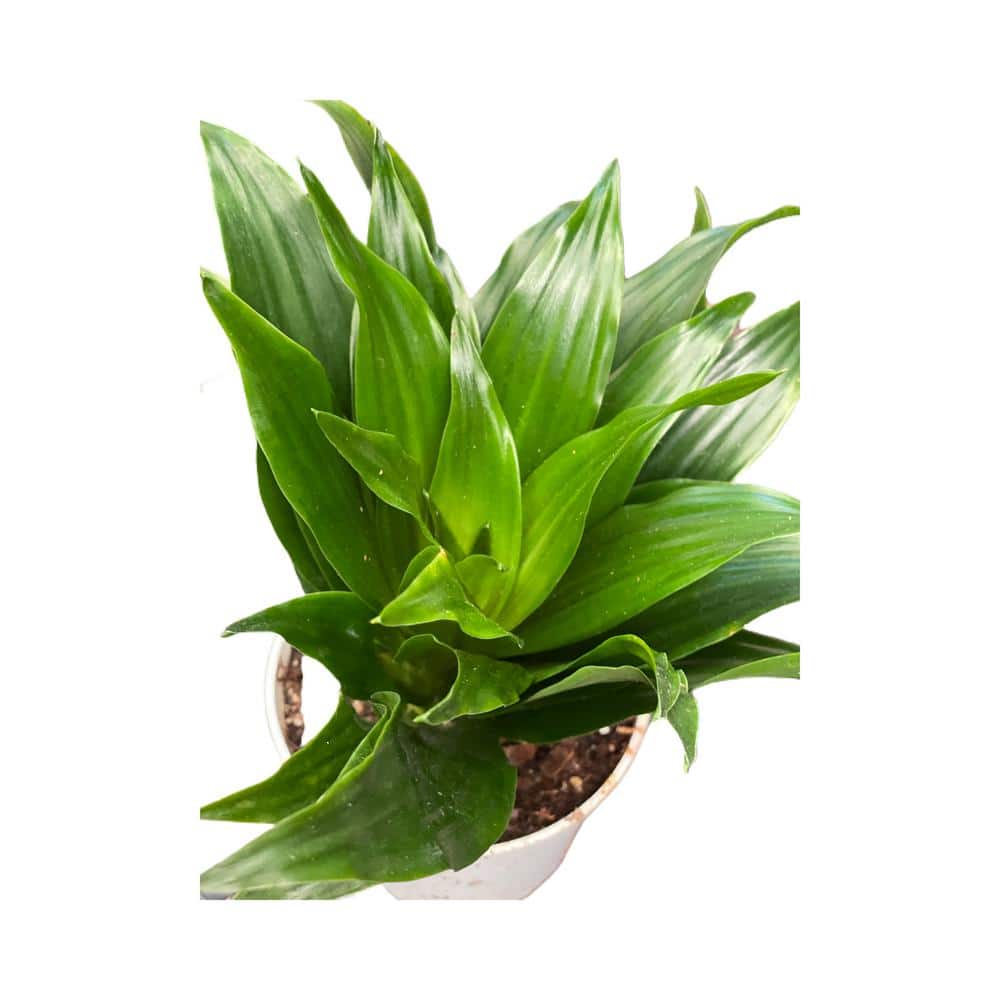 INDOORPLANTSINC 4 in. Plastic Pot Dracaena Fragrans, Janet Craig, Live  Potted Plant DRACJAN4 - The Home Depot