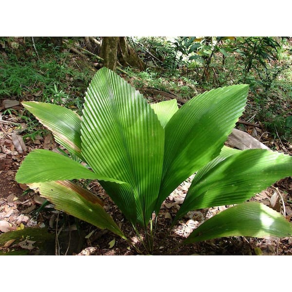 Yigitga minish Alena Apina yalangoch va ochiq