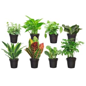 Grower's Choice Exotic Angel Indoor Plant Assortment in 3.8 in. Grower Pot, Avg. Shipping Height 8 in. Tall (8 Pack)