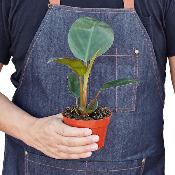 Conjo Rojo Philodendron Plant in 4 in. Grower Pot Conjo Rojo Philodendron Plant in 4 in. Grower Pot