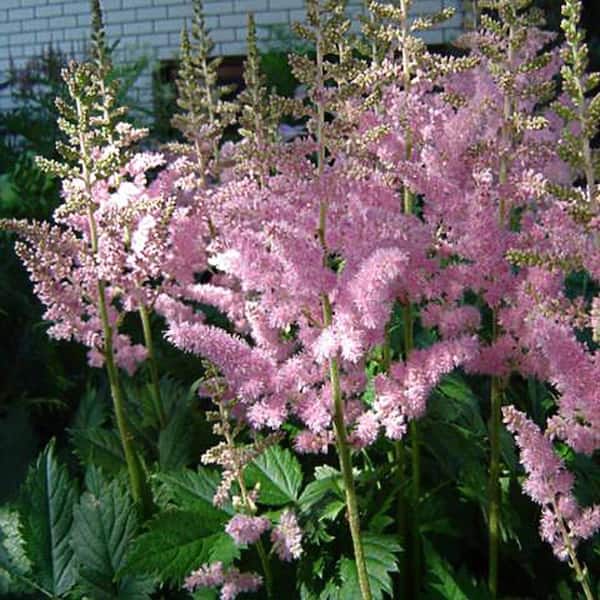 OnlinePlantCenter 1 Gal. Visions in Pink Meadow Sweet Astilbe Plant