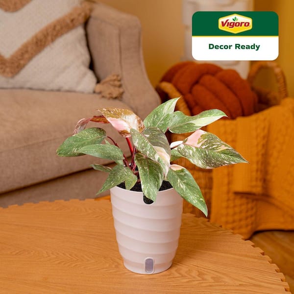silver pothos varieties Scindapsus pictus 6in Argyraeus Silver Satin Pothos  Cornell Farm