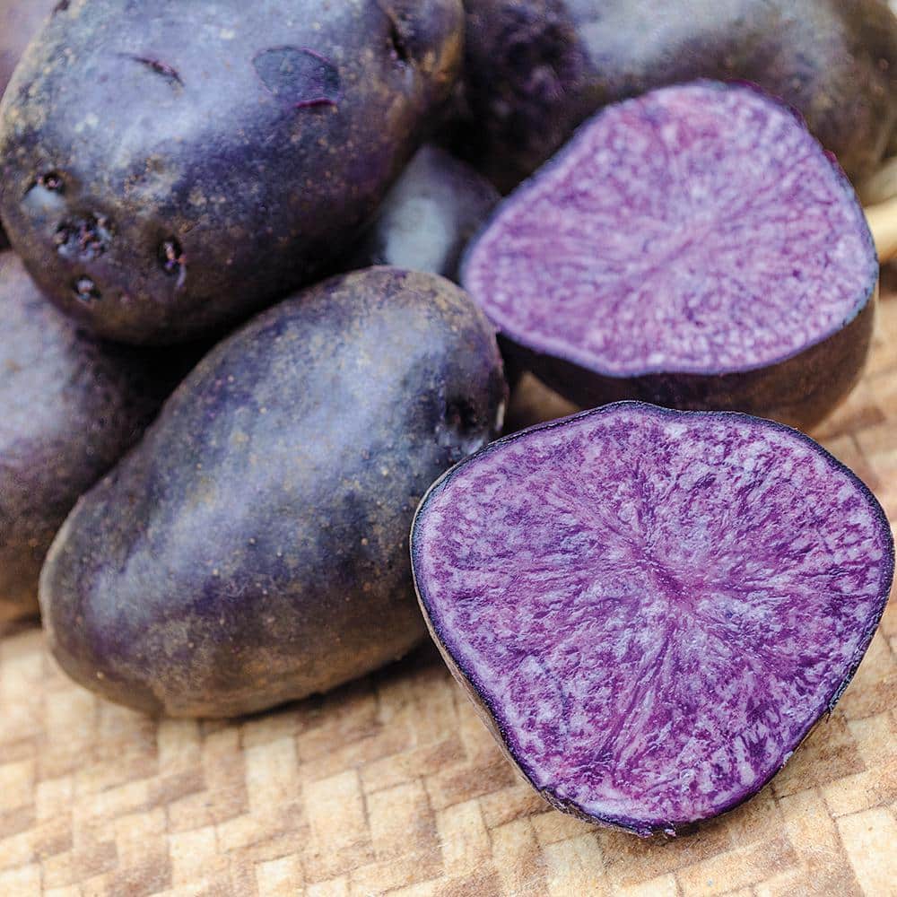 Gurney's 2 lbs. Purple Majesty Dormant Vegetable Seed Potatoes 86972 - The  Home Depot