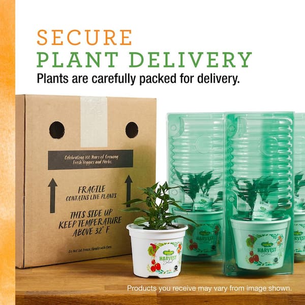 Kitchen Harvest Gift Bundle  Houseplants and Gifts for Delivery
