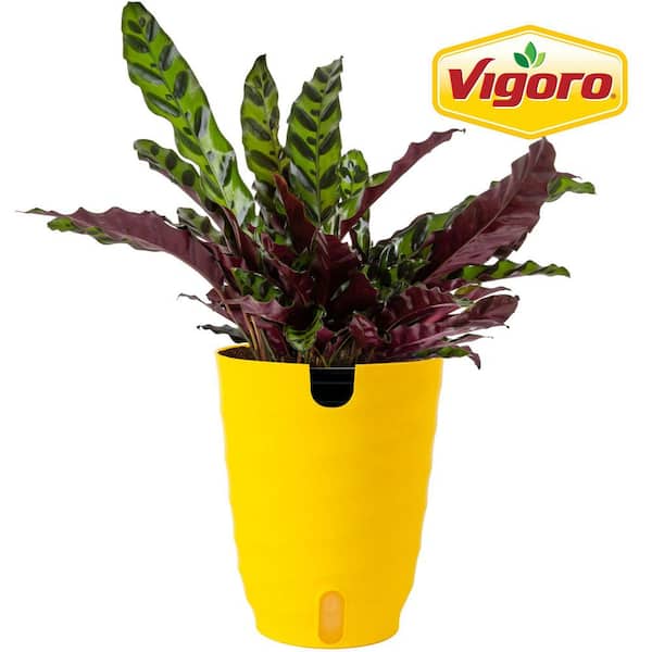 Vigoro Grower's Choice Calathea Indoor Plant in 6 in. Self