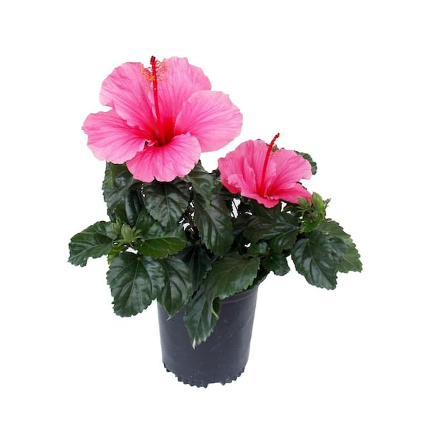 EVERDE GROWERS 2.5 Qt. Hibiscus Lipstick Shrub Plant with Pink Flowers