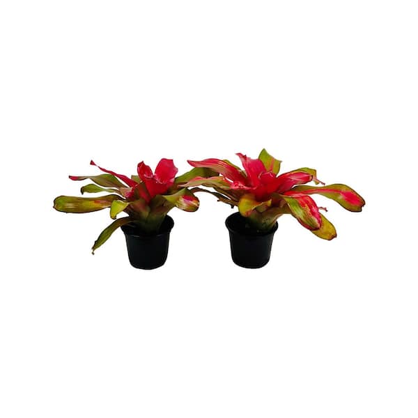 Pure Beauty Farms 2.5 Qt. Bromeliad Neoregelia Plant Donna in 6.33 In. Grower's Pot (2-Plants)