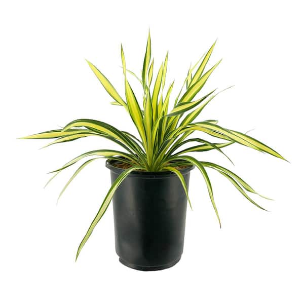 Unbranded 2.5 qt. Perennial Yucca Variegated