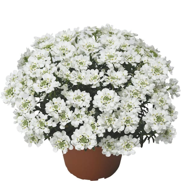 METROLINA GREENHOUSES 2 QT. Snowsurfer Candytuft Plant with White