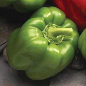4 In. Better Belle IV Sweet Bell Pepper Vegetable Plant (6-Pack)