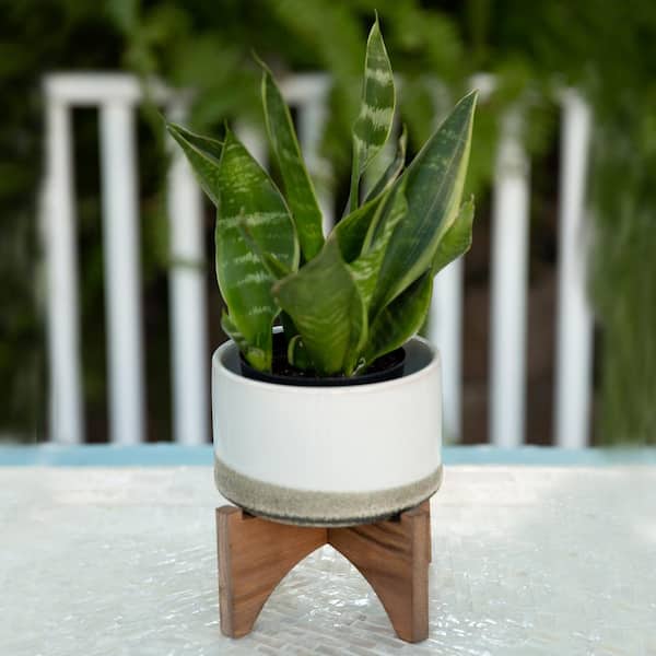 5.1 in. Gray Ceramic Lava Pot on Wood Stand Mid-Century Planter