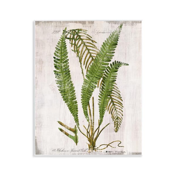 Stupell Industries Thin Fern Leaves Study by Susan Arnot Unframed Nature Graphic Art Print 14 in. x 11 in.