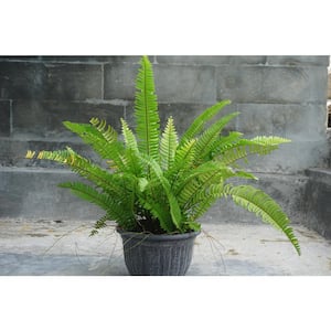 1 Gal. Sword Fern Shrub With Long Soft Fronds Great for Heavy Shade