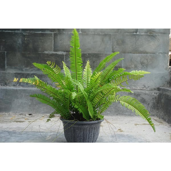 1 Gal. Sword Fern Shrub With Long Soft Fronds Great for Heavy Shade