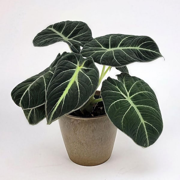 National Plant Network Alocasia Black Velvet Live Plant, 4" Pot, 3 Piece