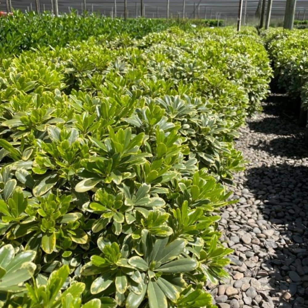 "#5 Container Cream De Mint Dwarf Pittosporum Shrub (2-Pack)" price history on PriceWatchPro