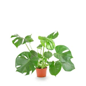 Monstera Deliciosa Split Leaf, Live Indoor Plant, Easy Care Air Purifying Tropical Houseplant in 6 in. Grower Pot